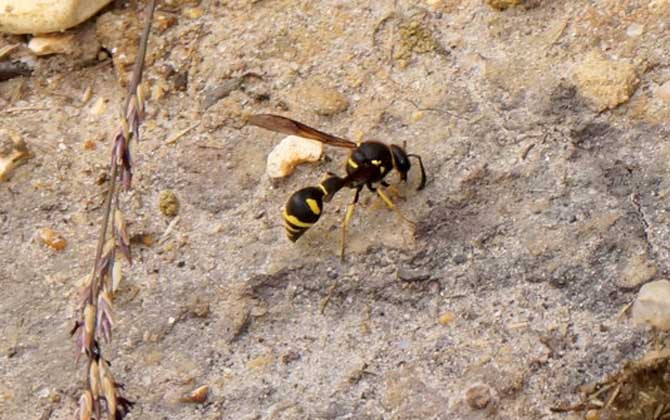 馬蜂會攻擊睡覺的人嗎？