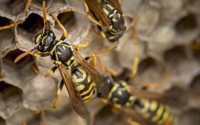 打死一只馬蜂會報復嗎？