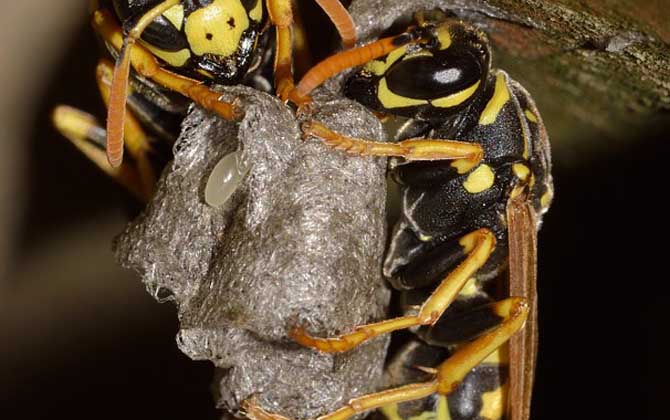 馬蜂記仇會記多久？