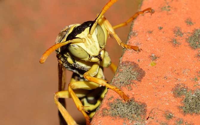 被馬蜂蟄了多久會死亡？