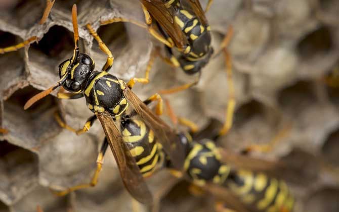 馬蜂在窗戶角筑巢怎么辦？