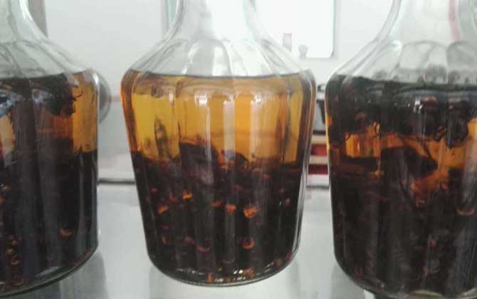 馬蜂泡酒喝死人是真的嗎？