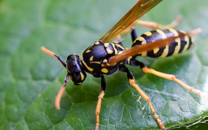 馬蜂蟄了腫了抹什么藥？