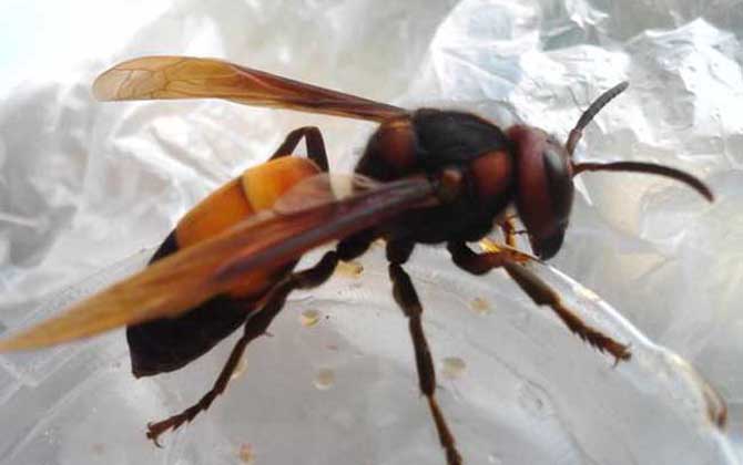 地雷蜂養(yǎng)殖方法及注意事項