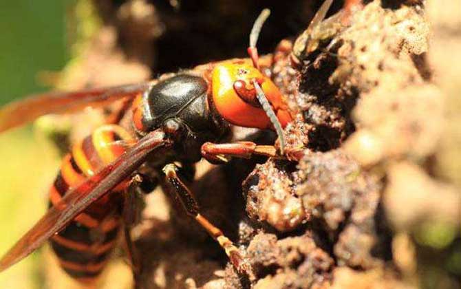 虎頭蜂蟄到會死人嗎？