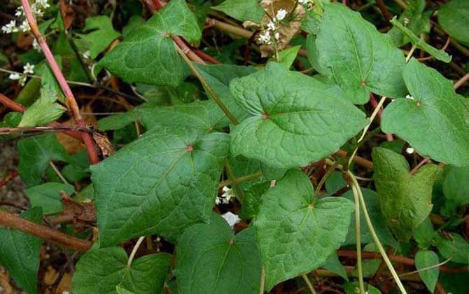 蕎麥?zhǔn)裁磿r候開花？