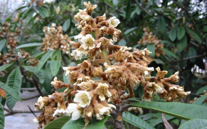 枇杷什么時候開花？