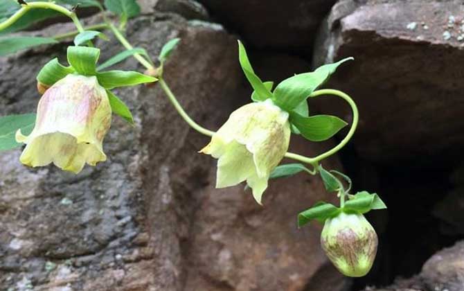 黨參什么時候開花？