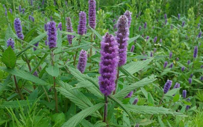 香薷什么時候開花？