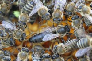 2021年東北黑蜂王多少錢一只？