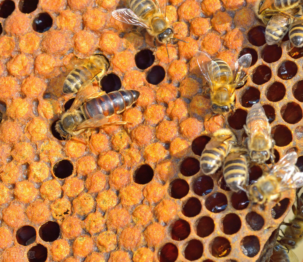 蜂王是養好蜂群的關鍵，蜂群內蜜足脾新
