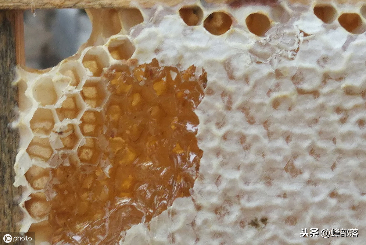 蜜蜂養殖，養殖場蜜蜂多，如何取蜜好？老蜂農：3個配合取蜜更好