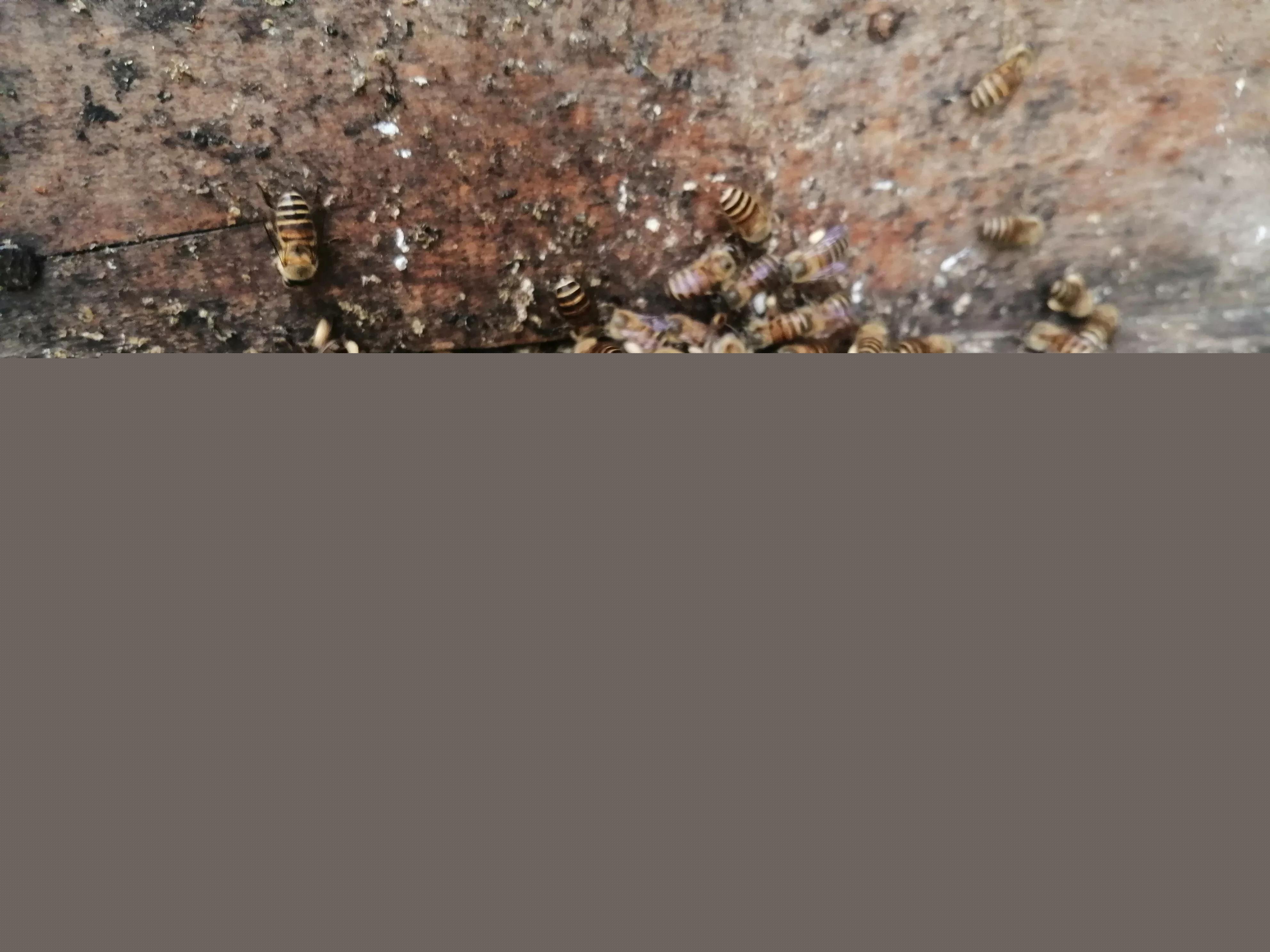 中蜂養(yǎng)殖：蜂箱內(nèi)潮濕、內(nèi)箱壁結(jié)小水洙、箱口有水流出是好事嗎？