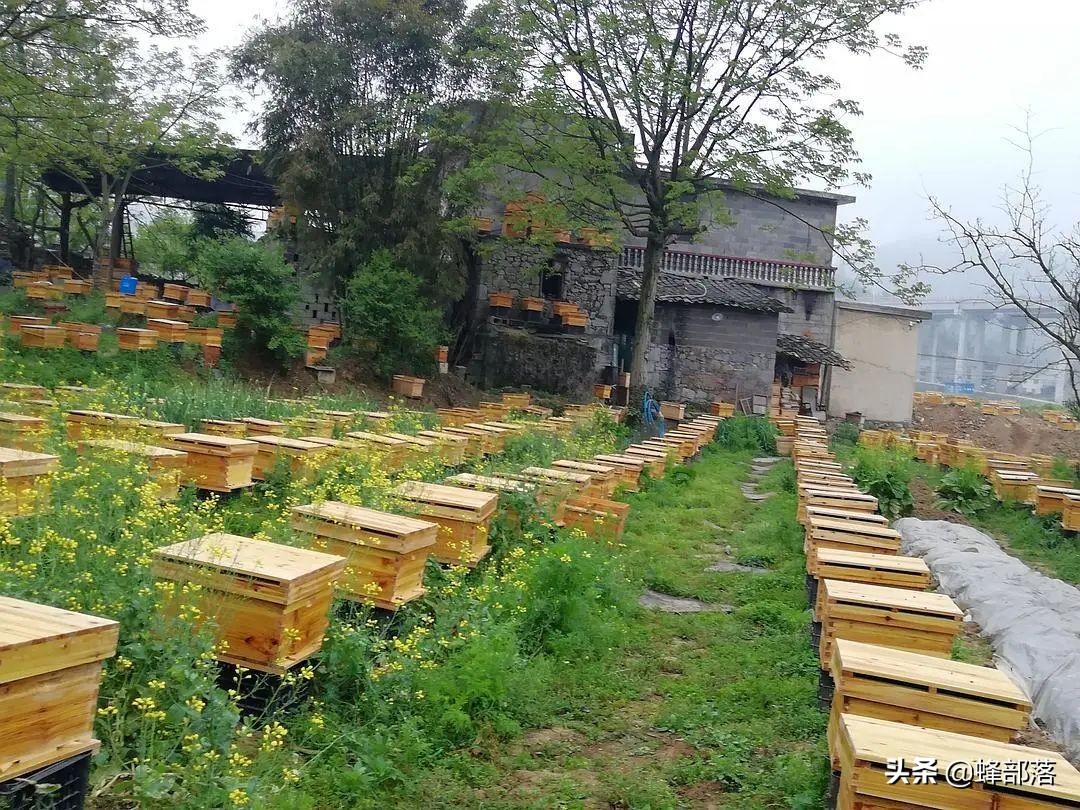 意大利引進國內的蜜蜂，嚴重危害中華蜜蜂，為啥我國還要大量養殖？