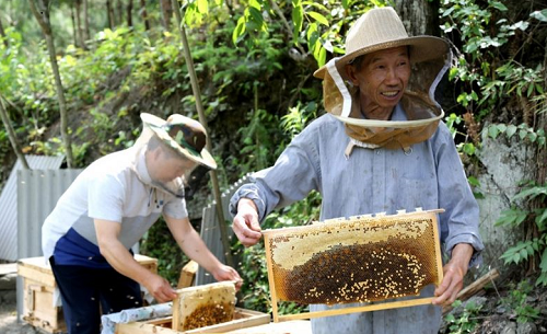 大爺在深山養蜂，年入二十萬，蓋洋房給兒子娶媳婦