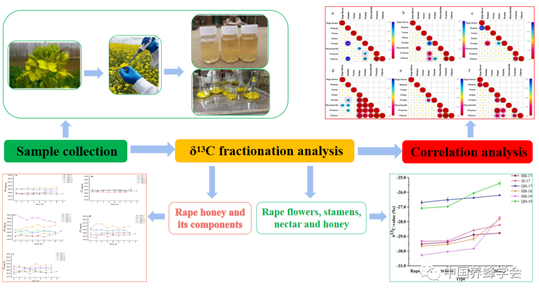 碳穩(wěn)定同位素測(cè)定蜂蜜溯源研究新思路