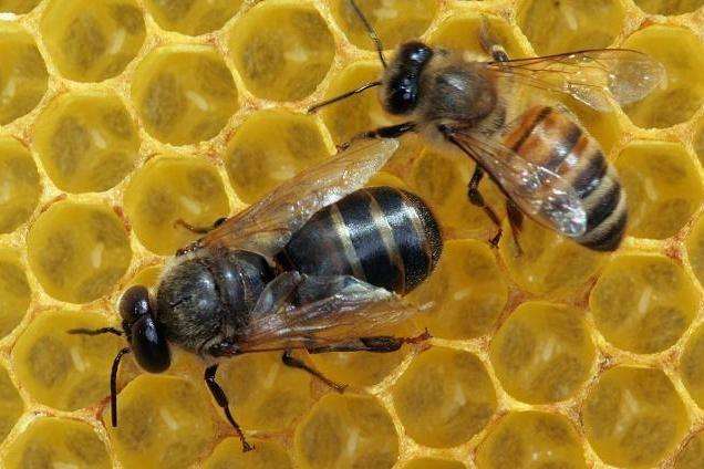 蜜蜂蜂王怎么抓？