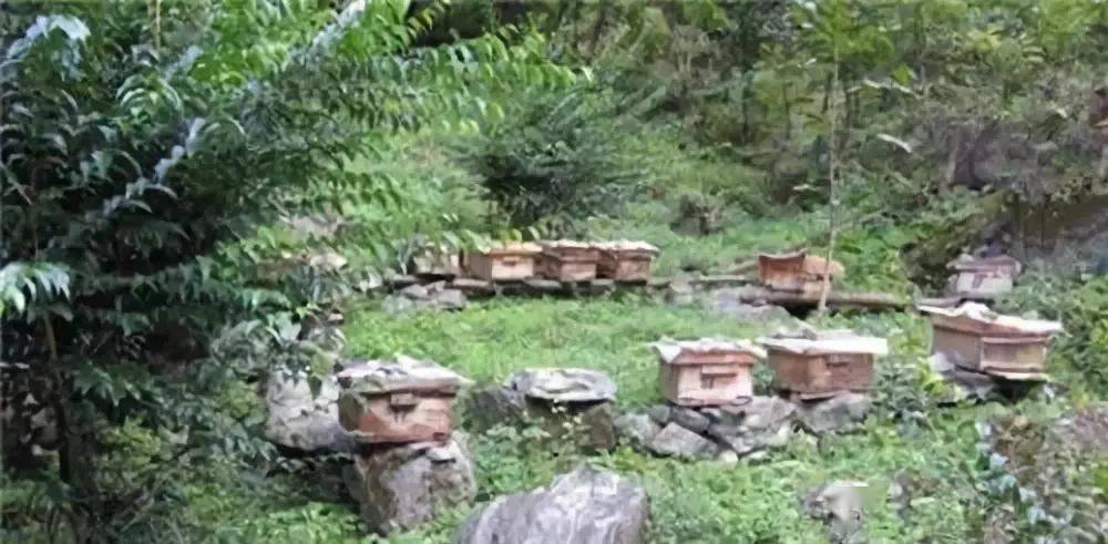 定點養蜂場綠化種什么樹好（這8種樹綠化效果好，又是難得的蜜源植物，花蜜營養價值極高）