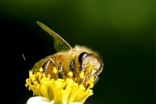 松丹一號(hào)蜂能取漿嗎（中華蜜蜂也能取蜂王漿，為什么養(yǎng)蜂人都不取呢）