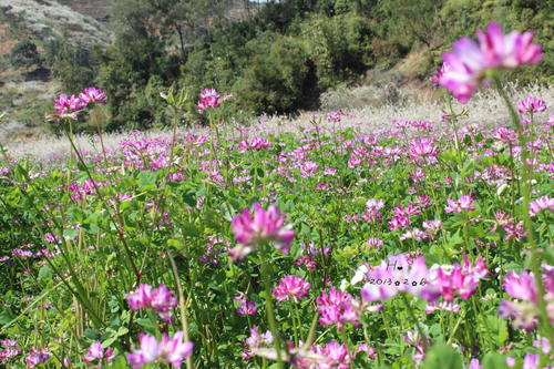 紫云英蜂蜜的作用與功效（紫云英蜂蜜對人身體的好處有哪些？）