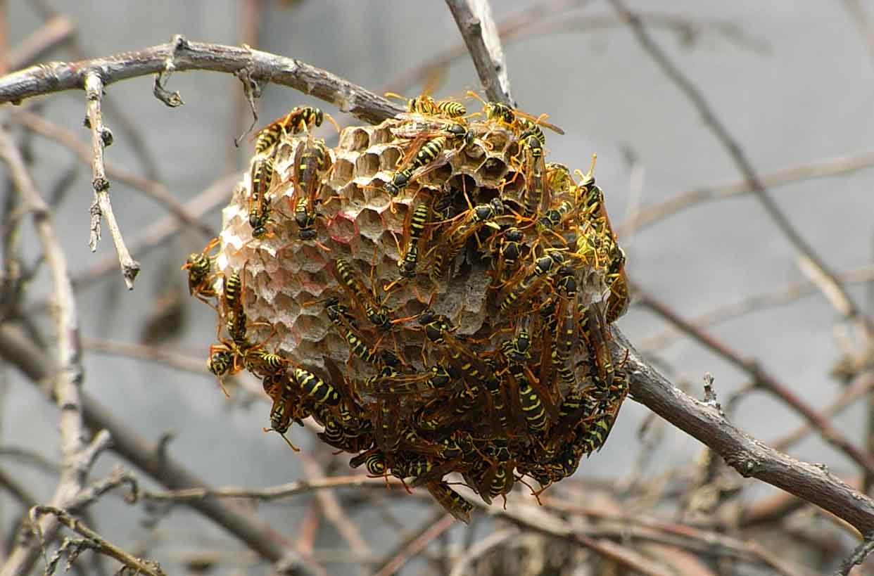 馬蜂窩是用什么做出來的？(馬蜂喜歡在什么地方做窩)