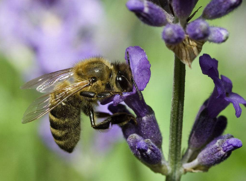 中蜂強群不分蜂經驗（中蜂強群養殖技術）