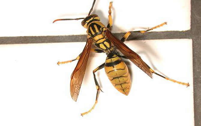 長腳胡蜂的毒性強不強，厲害嗎