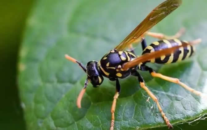 野外找胡蜂怎么看蜂路（野外尋蜂如何看蜂路）