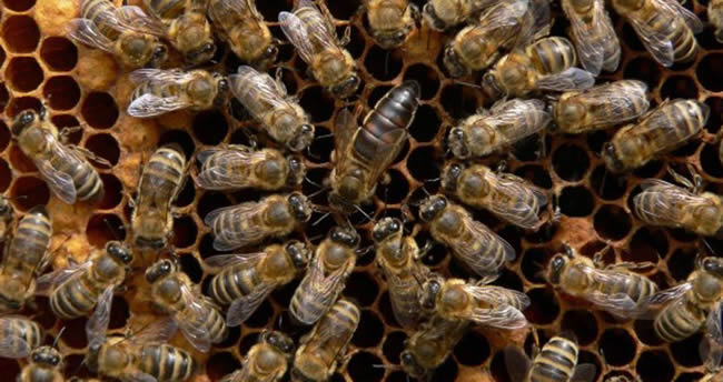 【蜜蜂知識】東北黑蜂有哪些優(yōu)點(diǎn)？