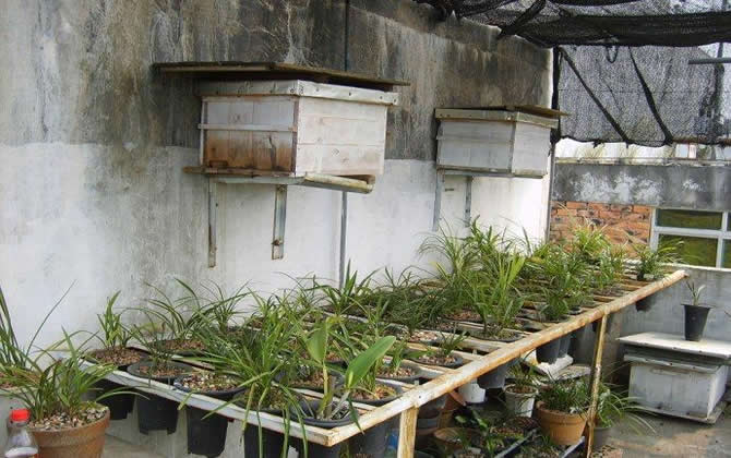 如何在城市陽臺(tái)養(yǎng)蜂