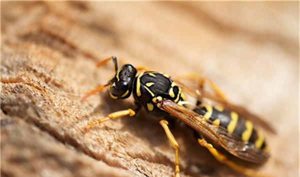 中國毒蜂排名榜(哪些是毒蜂？)