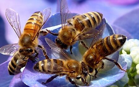 蜜蜂冬天如何過(guò)冬（蜜蜂的過(guò)冬方式）