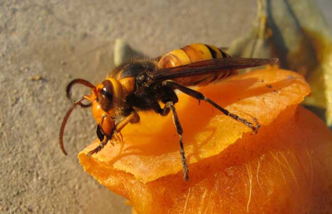 胡蜂怎么區別蜂王和雄蜂（胡蜂工蜂和蜂王怎么分）