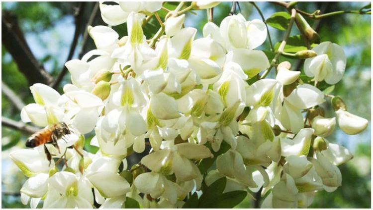 各個(gè)季節(jié)的蜜源植物（一年四季蜜源植物）