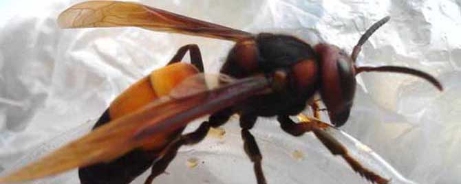 虎頭蜂最怕什么（什么能傷害虎頭蜂）