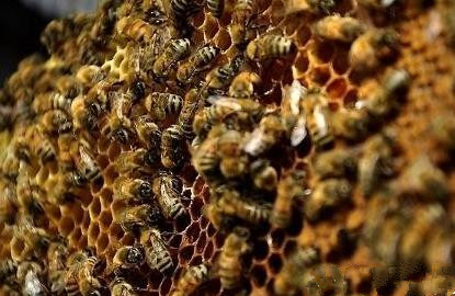 蜂數應該怎樣計算（論斤、論脾還是論群）