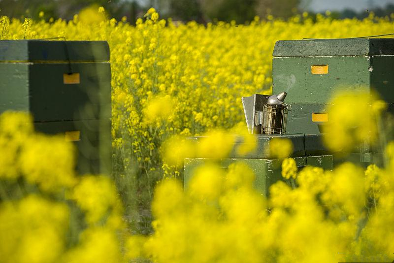 蜜源植物流蜜與氣溫的關系（蜜源植物流蜜和溫度條件）
