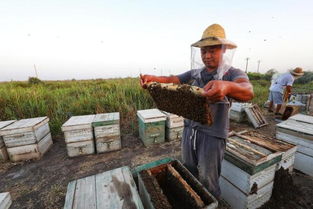 國家對養(yǎng)蜂場所建板房有新政策嗎（國家對養(yǎng)蜂地點(diǎn)的政策）