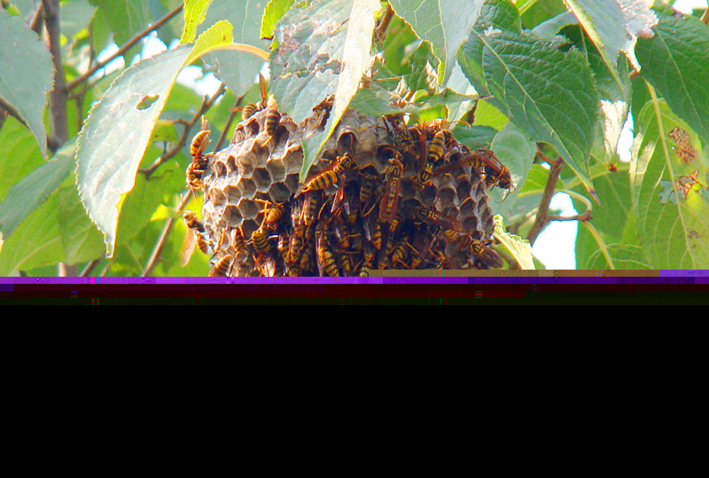 養100窩馬蜂一年利潤多少？賺多少錢？