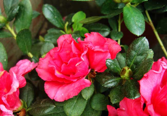 杜鵑花什么時候開花（杜鵑花一年開幾次花）