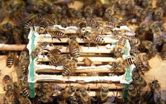 長白山中蜂王有什么特點(diǎn)？