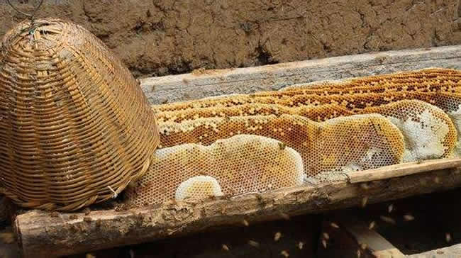 誘蜂高手怎樣誘蜂的？