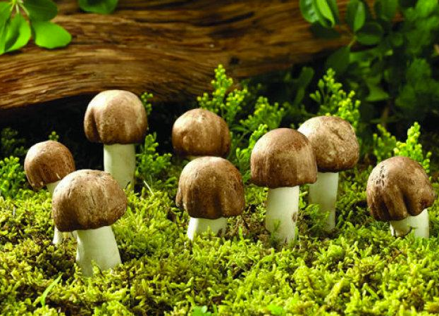 民間流傳識(shí)別毒蘑菇的方法靠譜嗎