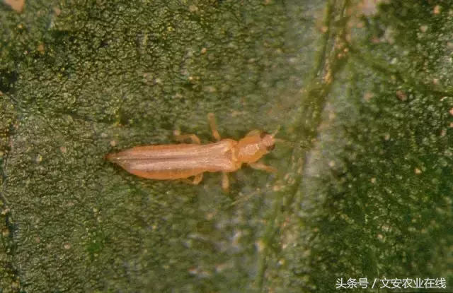 常見(jiàn)農(nóng)業(yè)昆蟲分類有哪些（農(nóng)業(yè)昆蟲的種類介紹）