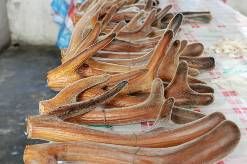 鹿角每年都會(huì)自然脫落，人類(lèi)為何割鹿茸，鹿會(huì)感到疼嗎？