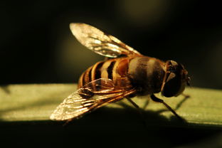 虎頭蜂蜂王和工蜂有什么區別（馬蜂蜂王與雄蜂和工蜂怎樣區別）