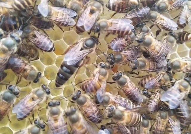 蜂王夏天會停止產(chǎn)卵嗎（蜂王一年四季都產(chǎn)卵嗎）