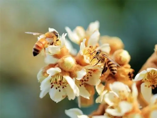 有關(guān)蜂的詩詞（描寫蜜蜂的詩句）