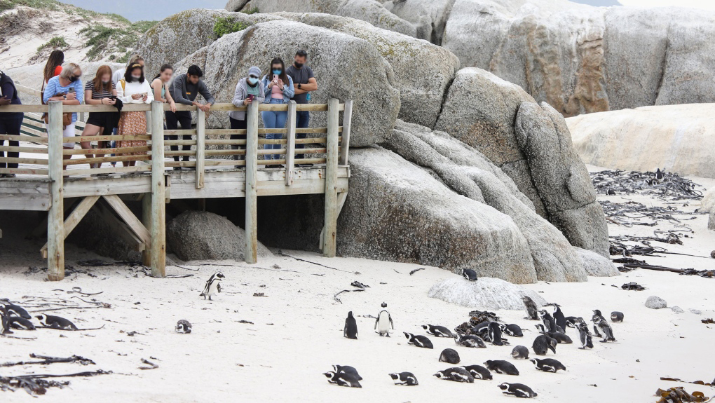 南非63只企鵝被蜜蜂蟄死，企鵝不是只在南極嗎？非洲也有