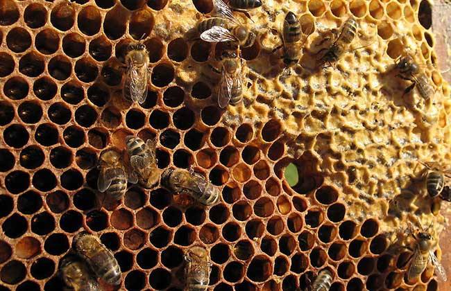 蜜蜂是怎么筑巢的？